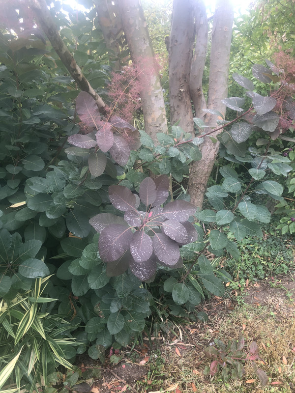 C7A7FF4A-575F-43ED-A49D-486C34859773