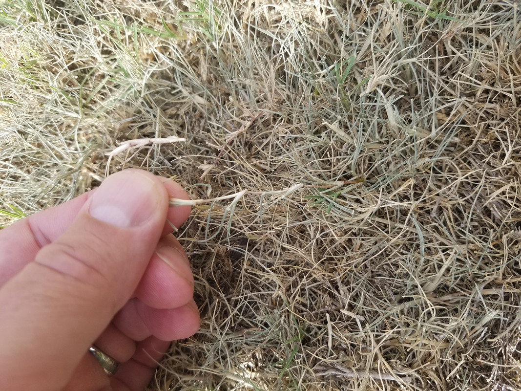 Latitude getting destroyed | Lawn Care Forum