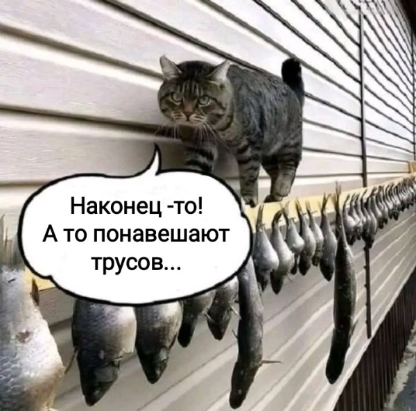 https://i.postimg.cc/rw9h42y6/kot-i-ryba.jpg