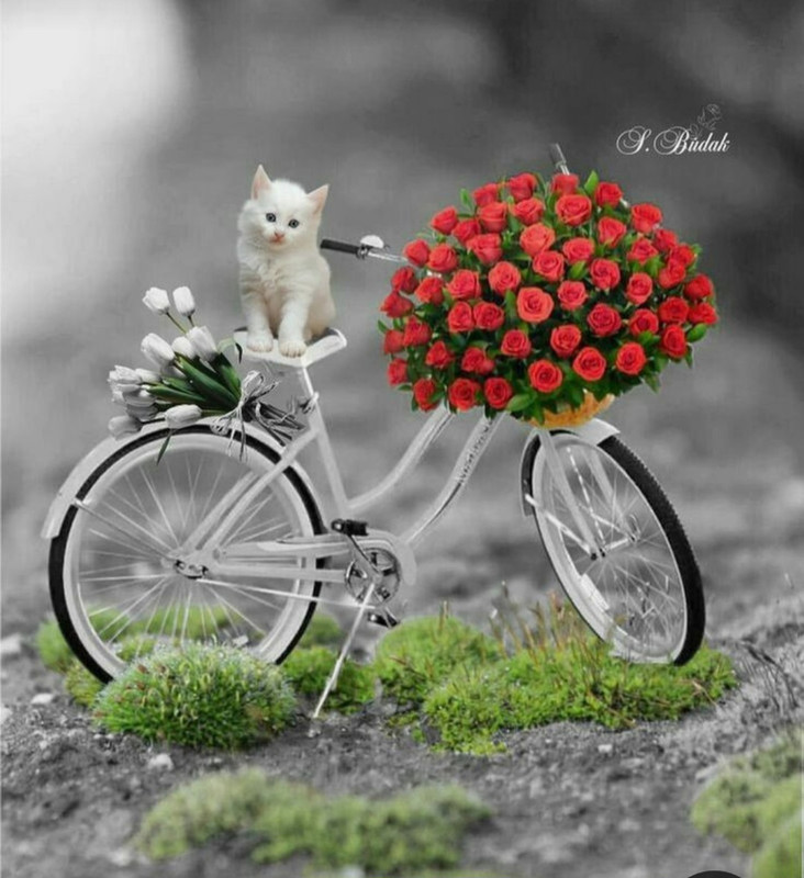 Screenshot_20230712_005617_Pinterest