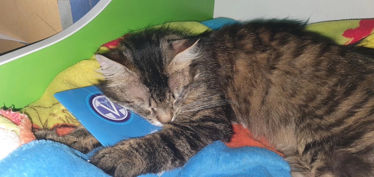 Бэрримор_д2