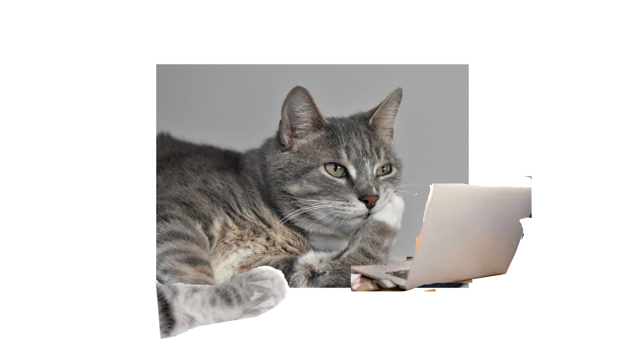 Cat online — Postimages