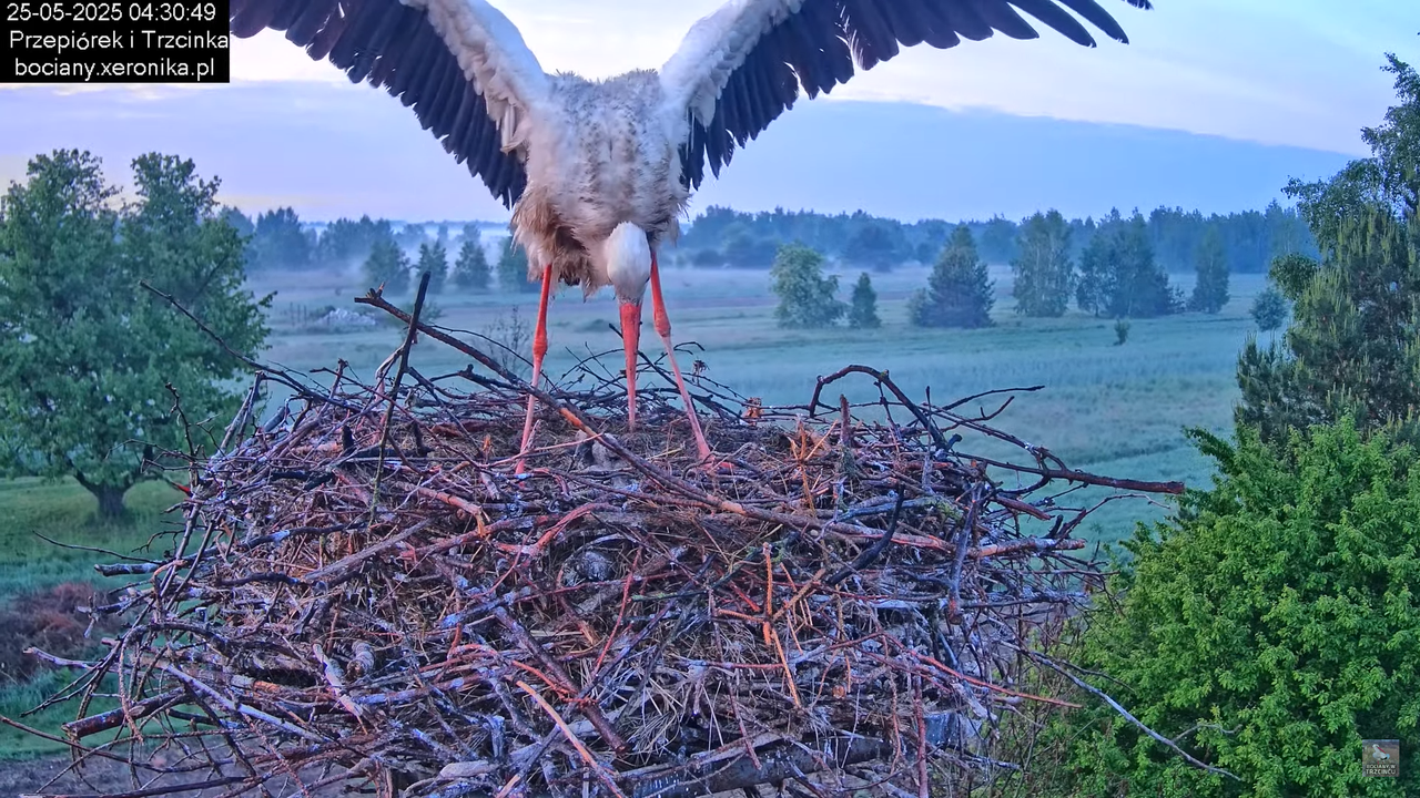 25052025bociany3