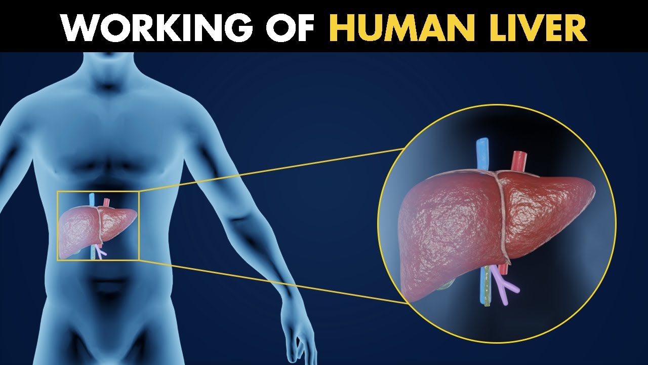 The Functions of Working Human Liver