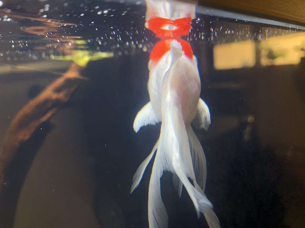 743306F7-BCF1-4E28-914F-FE87DDF5E731