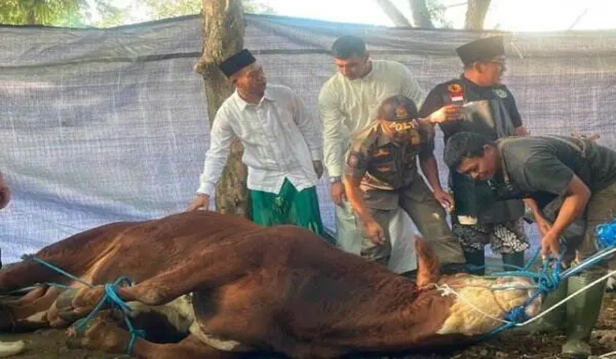 Sapi Presiden Prabowo, 830 Kilogram, Meriahkan Kurban Idul Adha di Bandung