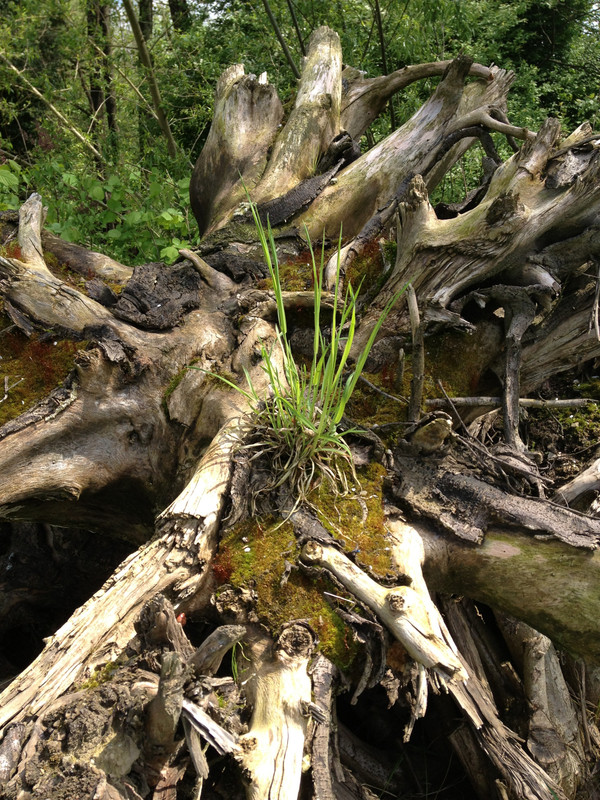 tree-nature-forest-wilderness-branch-pla