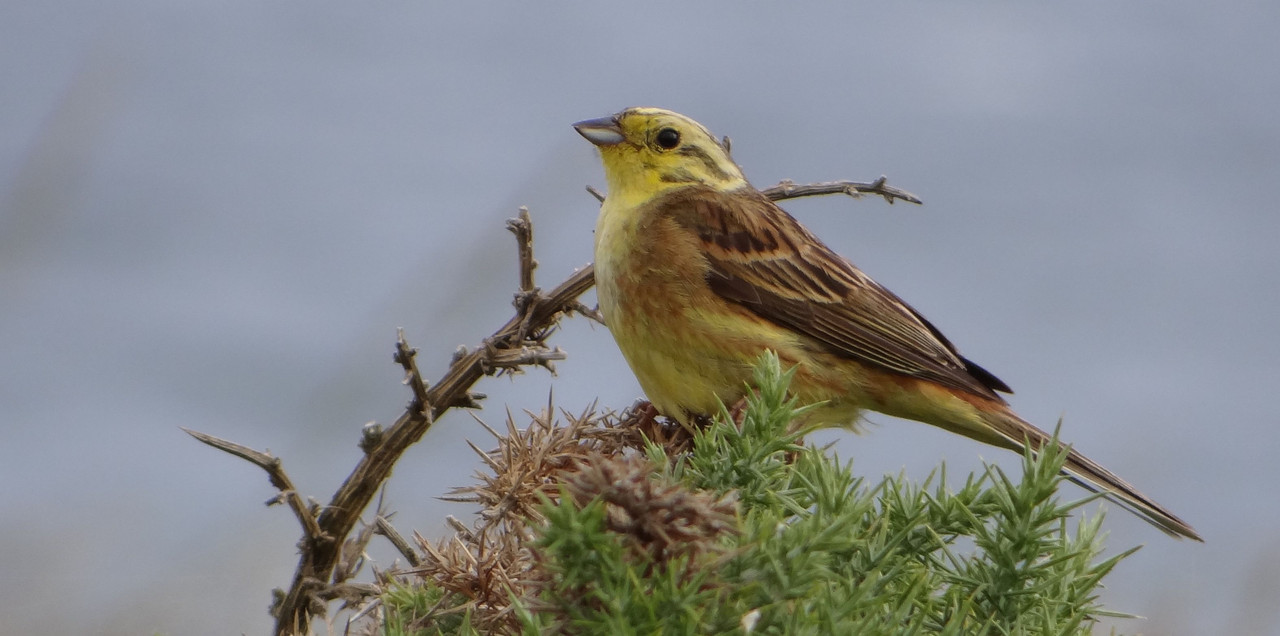 YELLOWHAMMER 17