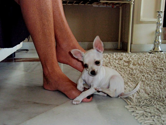 Pixie-Pup-HD.jpg