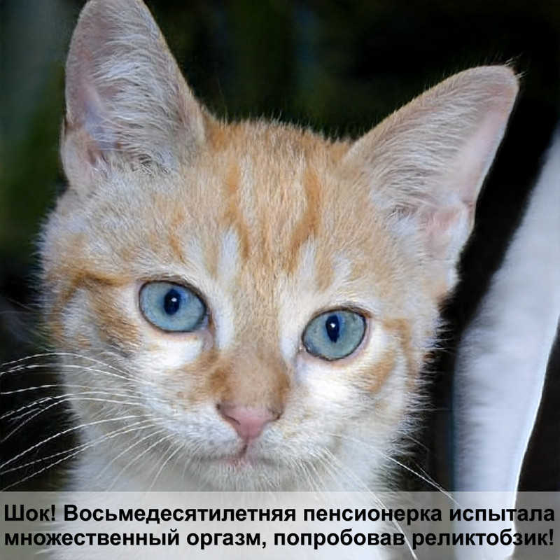 у кошки лысеет глаз