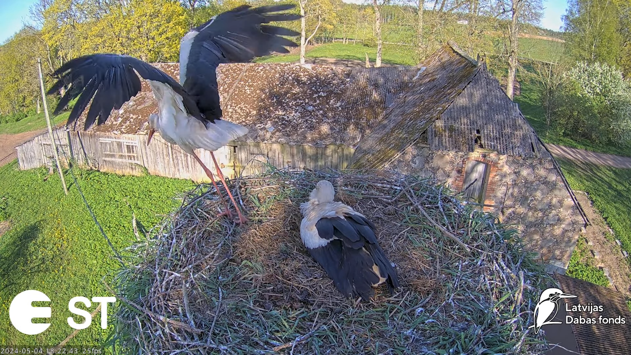 Baltie stārķi (Ciconia ciconia) Tukuma novadā - LDF tiešraide __ White storks in Tukums, Latvia 8-32