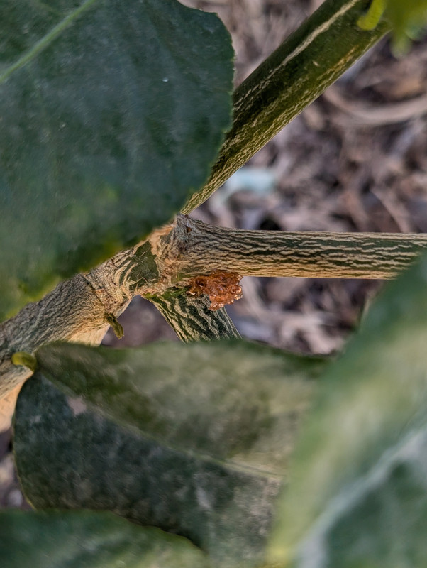 PXL_20250215_210953797