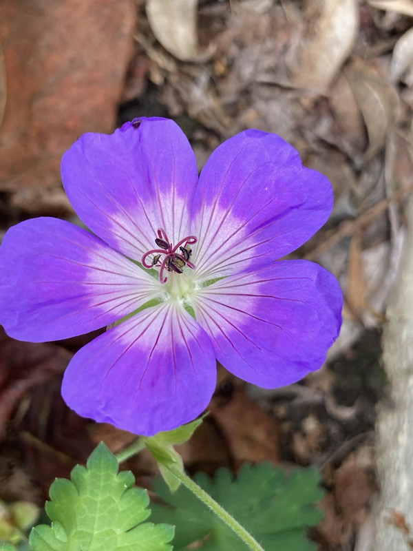 purple geranium 1