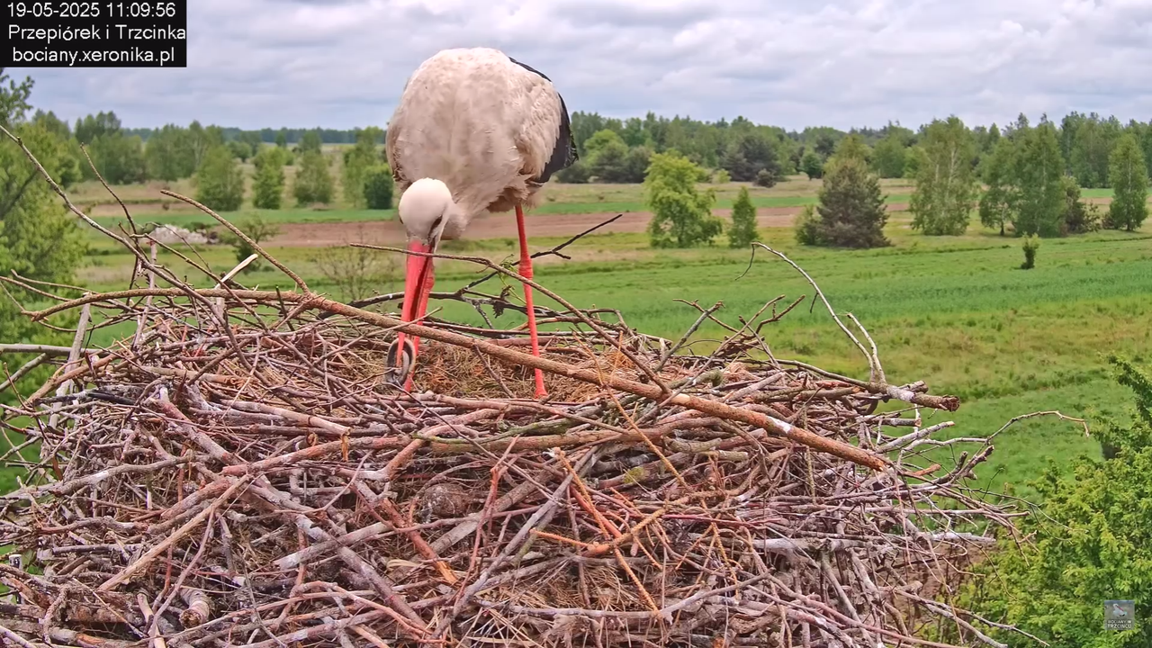 19052025bociany20