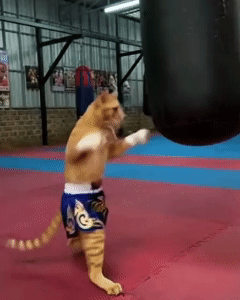 sherdog-ko-kitty.gif