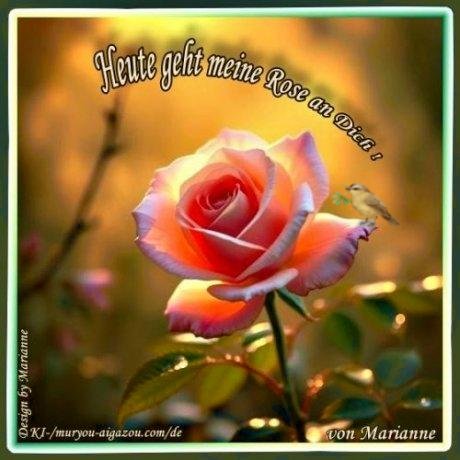 264-Heute-geht-meime-Rose-an-Dich