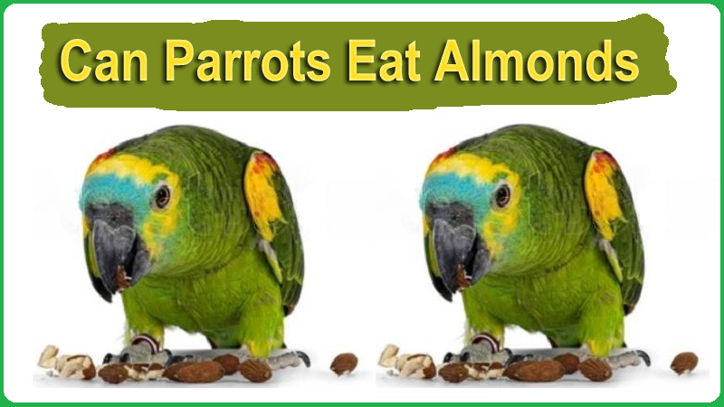 Can Parrots Eat Almonds