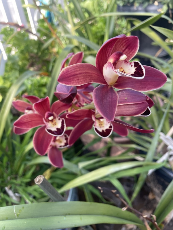 D042ABDF-31A0-4811-99E2-20DE15621C8E_1_105_c