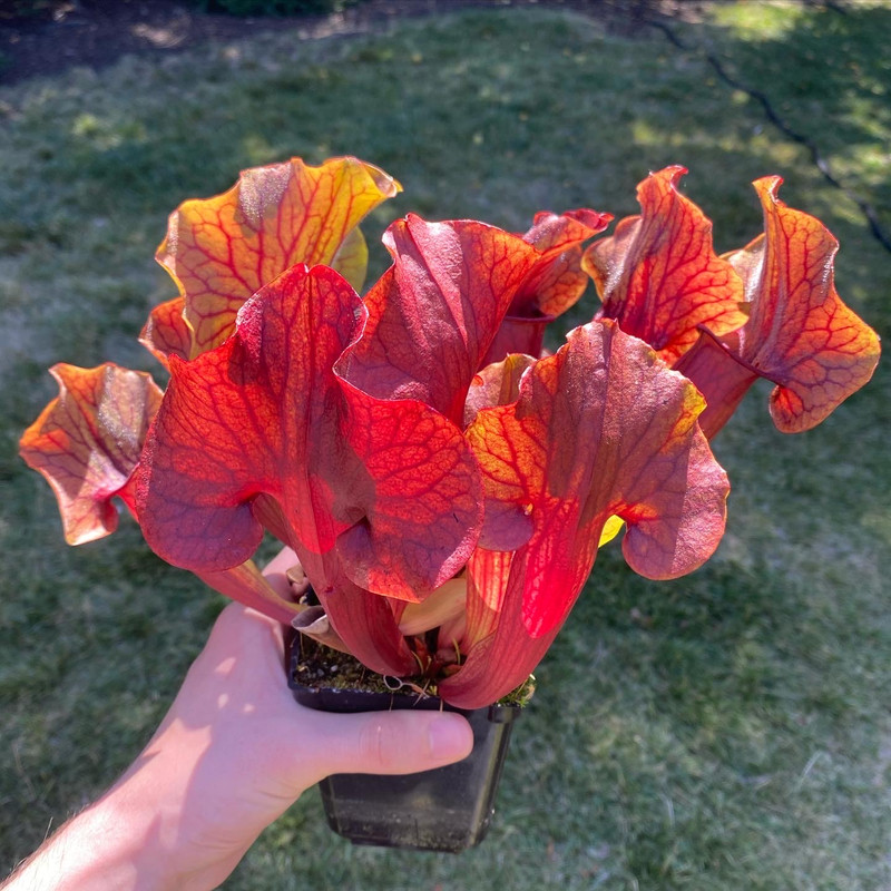Sarracenia x 'Leo Song'