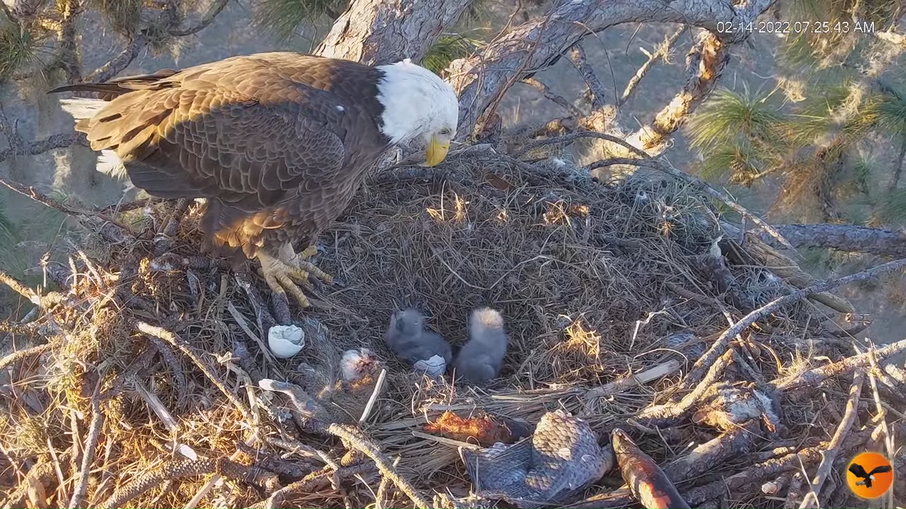 EC 4K Overhead Cam 11-30-53 screenshot