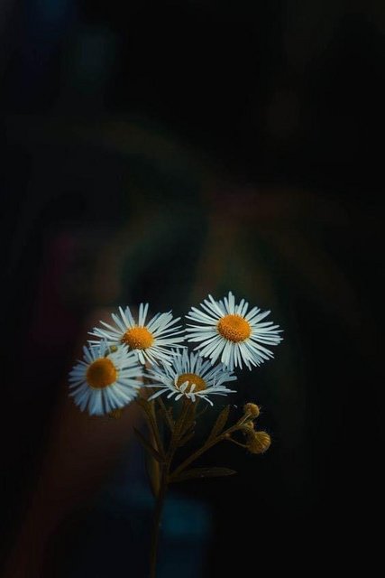 [Image: 18-F85322-44-BD-4-A47-8-B46-FC237-BBEC924.jpg]
