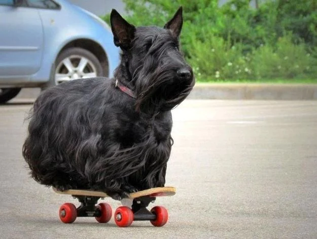 Scottish-Terrierskateboardf0882283e-2646235be8d4212fab58322a26894b70.webp