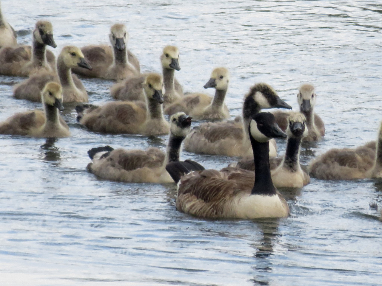 A creche of Canada geese