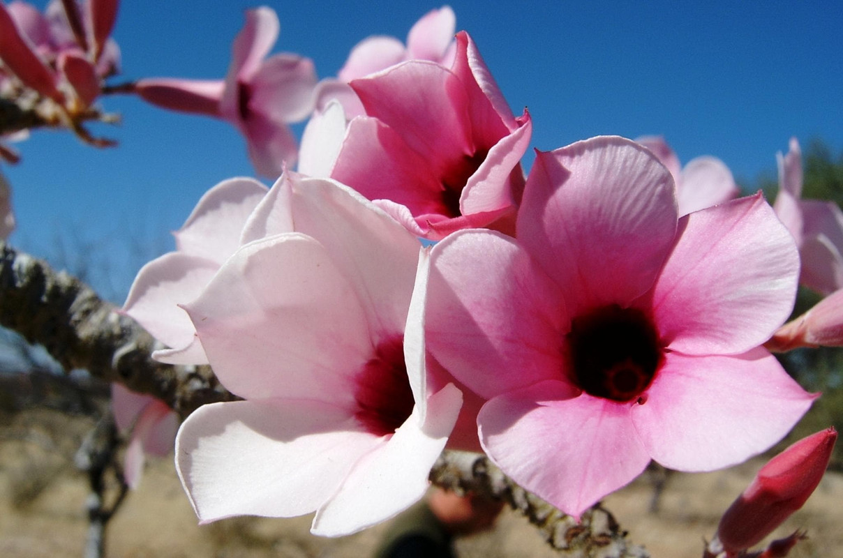 adenium-boehmianum-flower