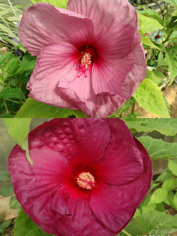 Večina slezov menja barvo cvetov v odvisnosti od temerature, dol