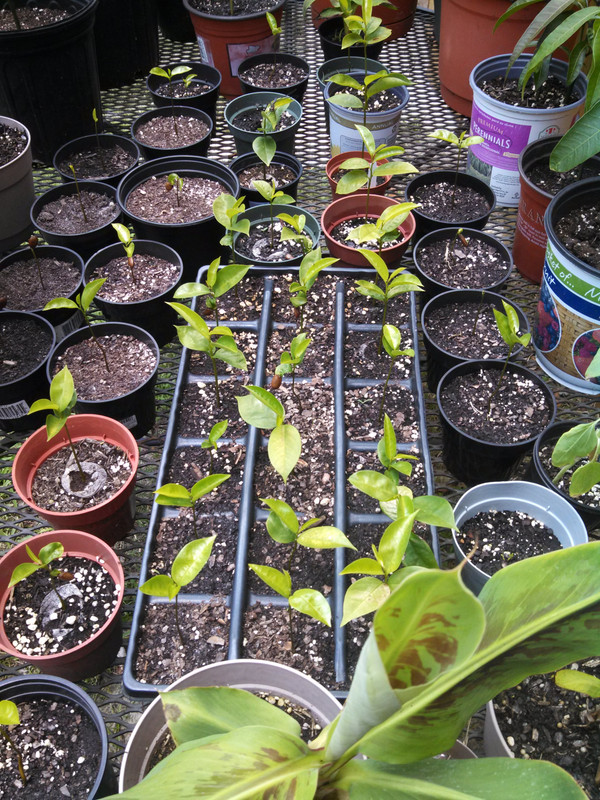Guanabana Seedlings