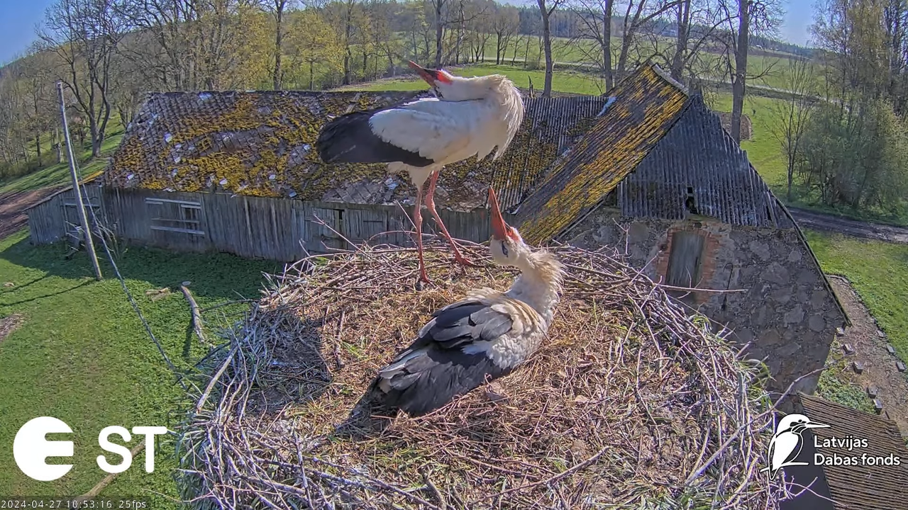 Baltie stārķi (Ciconia ciconia) Tukuma novadā - LDF tiešraide __ White storks in Tukums, Latvia 14-4