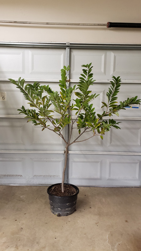 IsanIndigoSeedling1