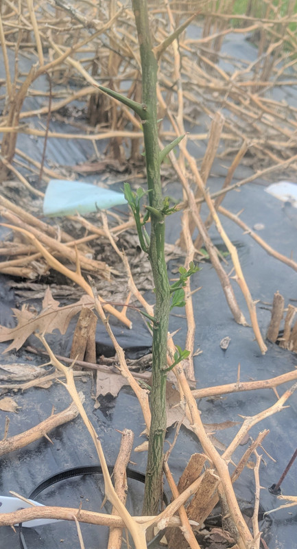 May-4-2019-a Conestoga 011