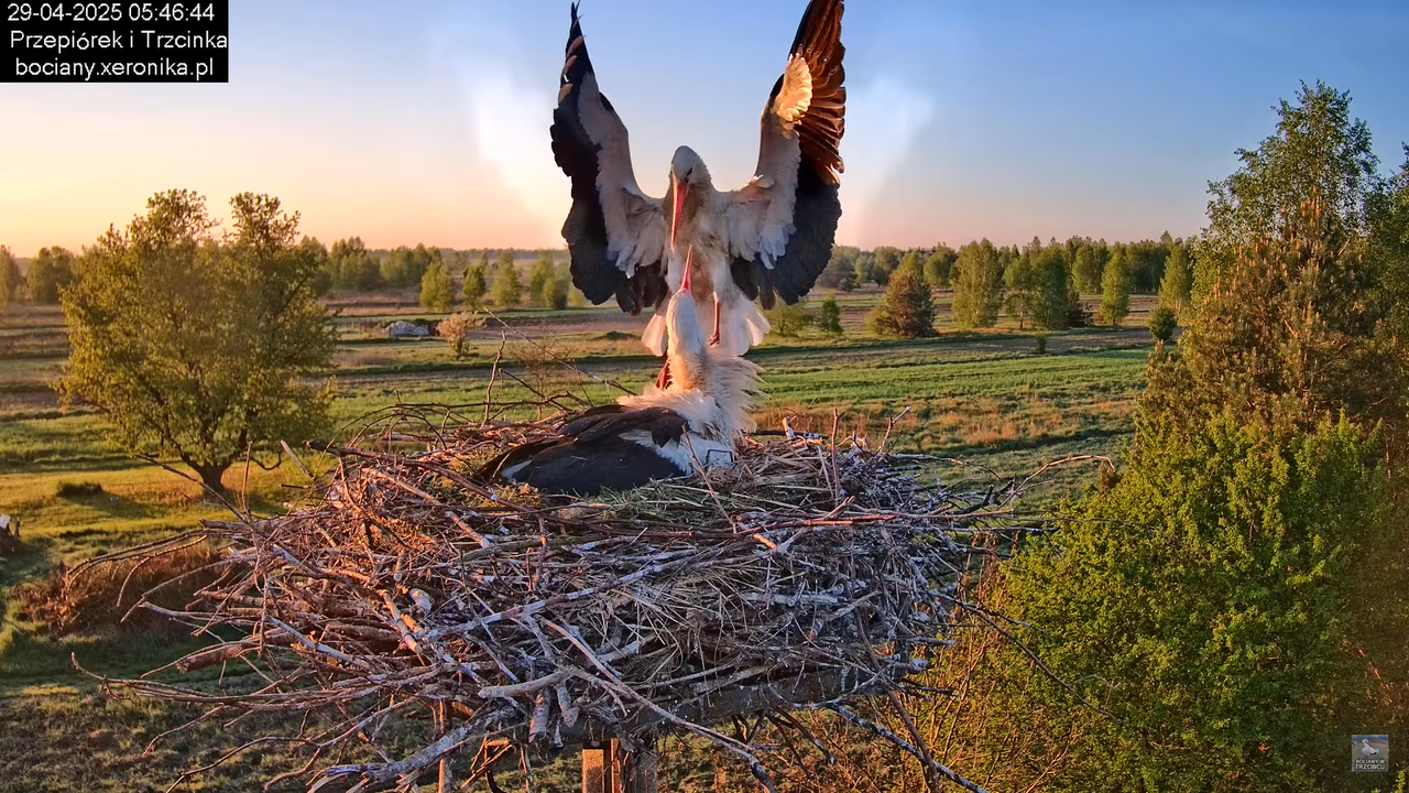 29042025bociany2