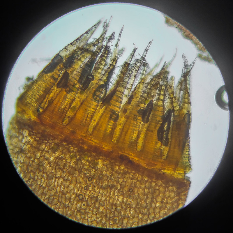 IMG 20250614 124545 HDR