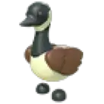Canadian Goose