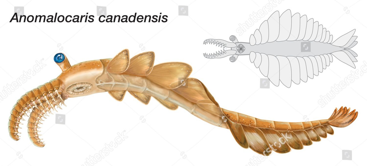 sketch-anomalocaris-canadensis-members-genus-were-largest-1500w-2556844a.jpg
