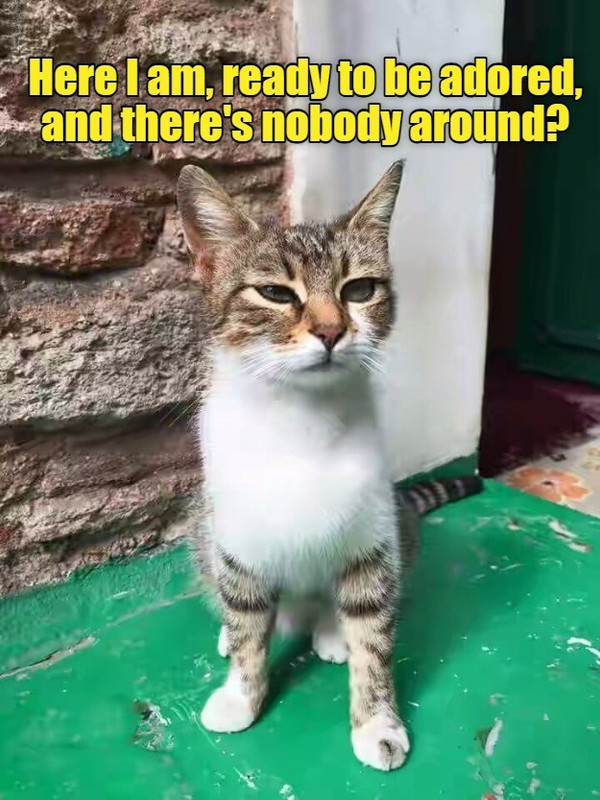 here-i-am-ready-to-be-adored-and-theres-nobody-around