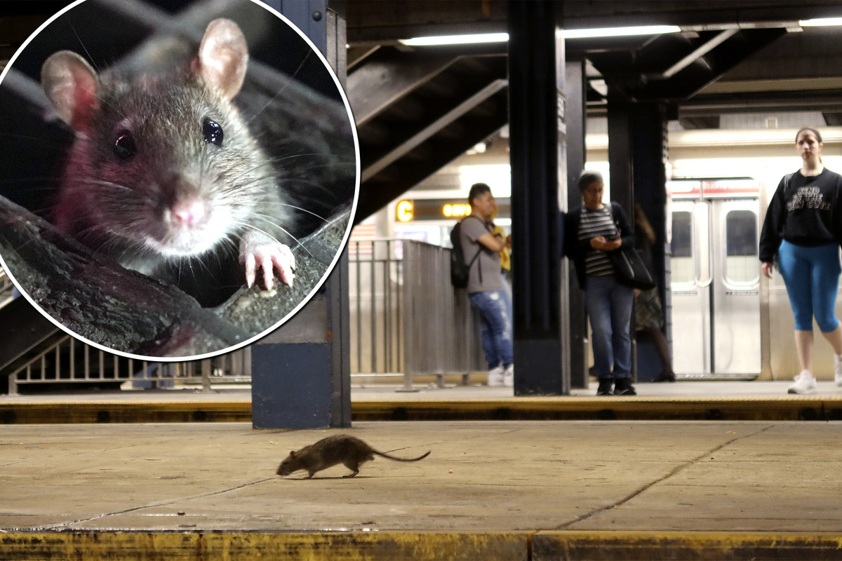 rat-looks-food-subway-platform-85548325.