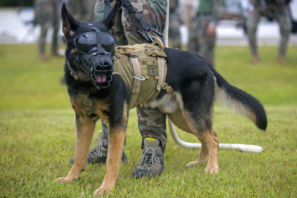 MARSOC K9A1