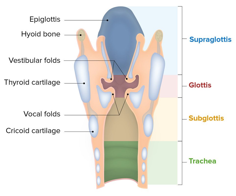 larynx anatomy