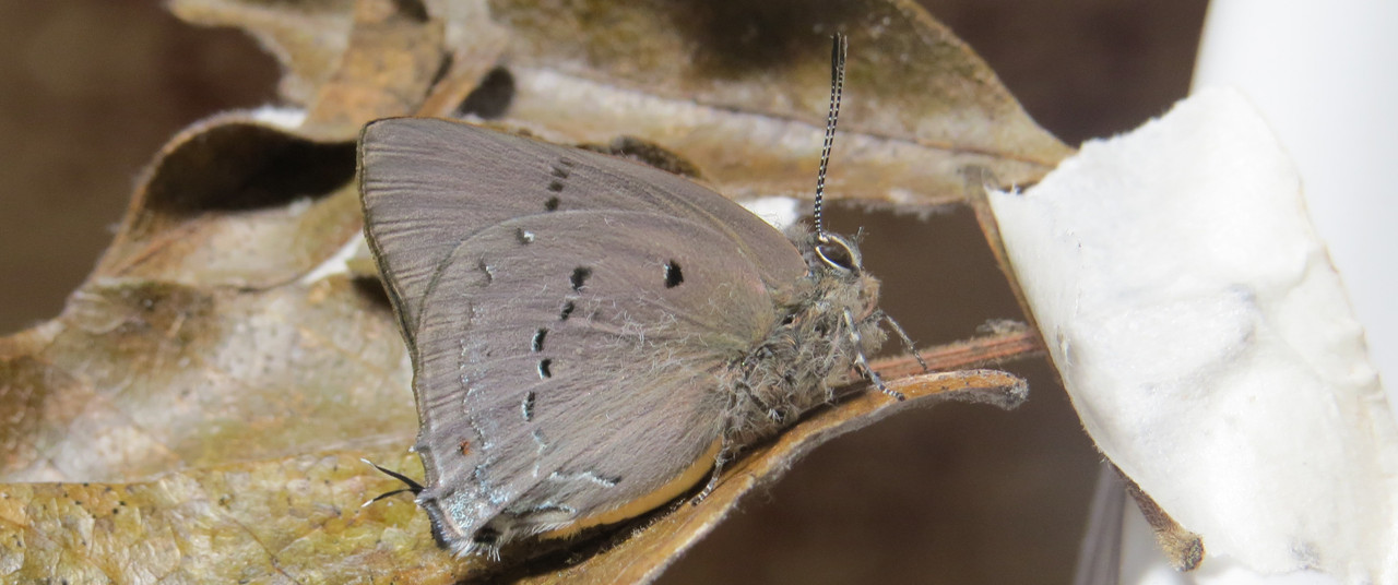 Unknown Lycanidae2