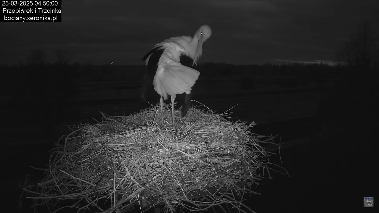 25032025bocian1