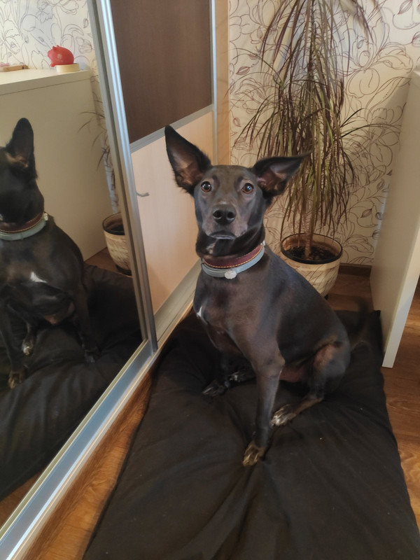 изображение_viber_2019-12-21_12-03-54