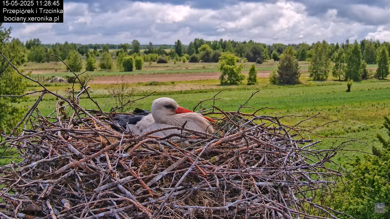 15052025bociany14