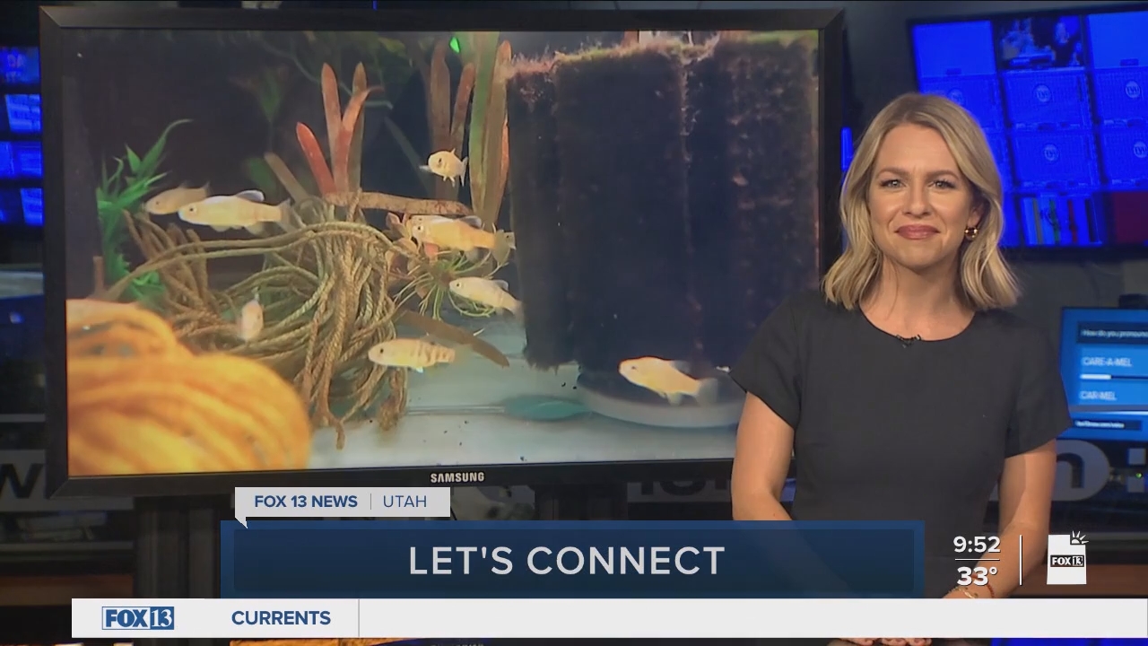 FOX13 News Good Day Utah 9AM_20241119_16001700.ts_snapshot_53.45.083