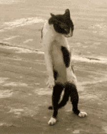 [Linked Image]