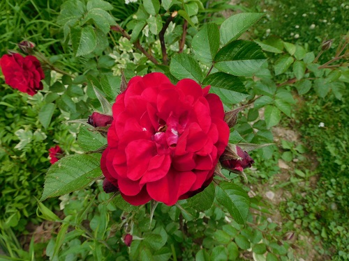 DSCN2182
