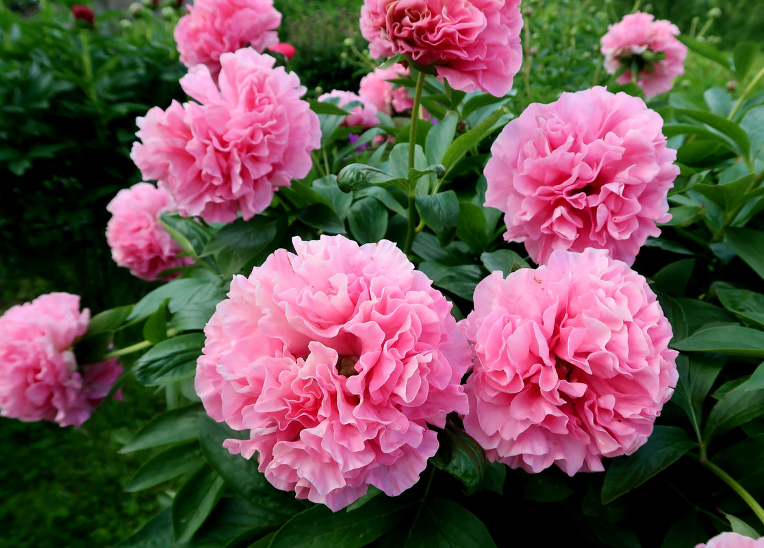 Пион Carnation Bouquet 6