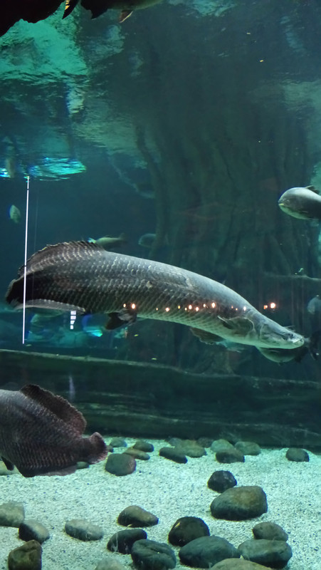 Москвариум древние рыбы))))))